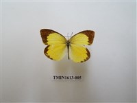 藏品(星黃蝶)的圖片